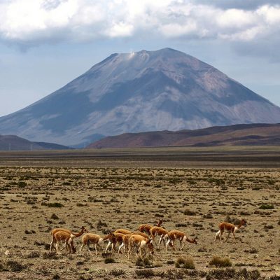 Pampa Cañahuas Arequipa